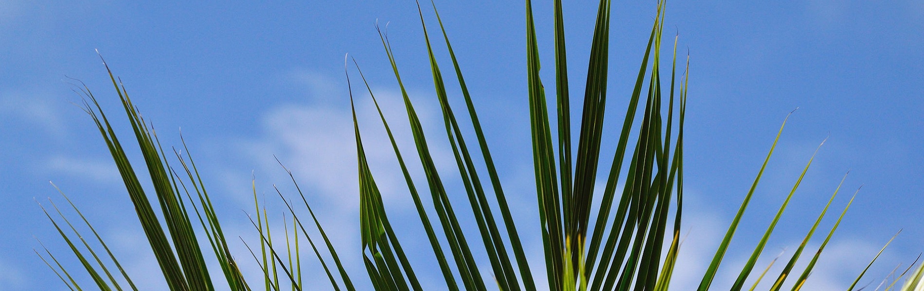 tips of palmetto fronds against blue sky